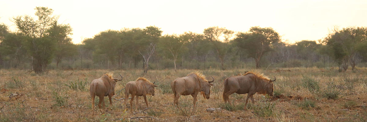 Golden Wildebeest Top