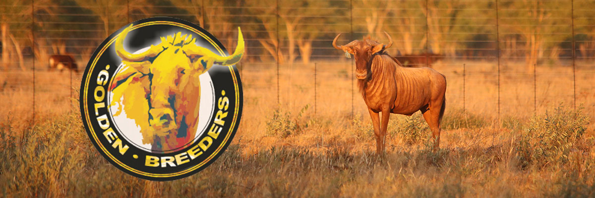 golden breeders