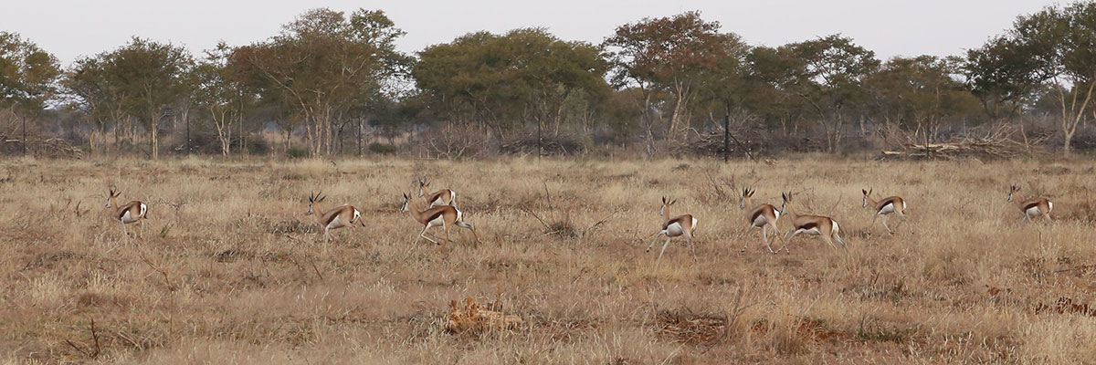 HSeartwater Springbuck