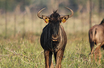 golden wildebeest