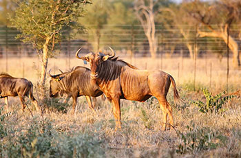 golden wildebeest