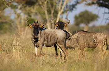 golden wildebeest