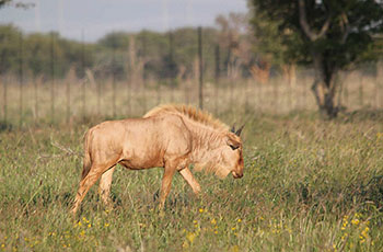golden wildebeest