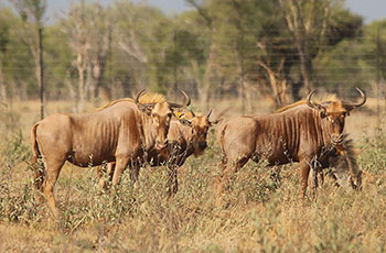 golden wildebeest