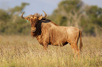 golden wildebeest