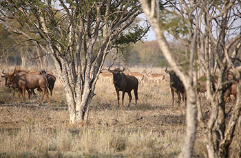 golden wildebeest
