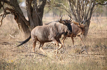 golden wildebeest
